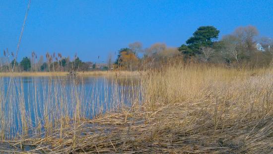 RSPB Weymouth Wetlands at Radipole Lake Nature Reserve