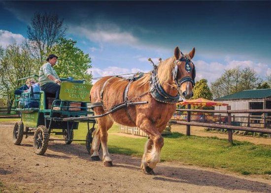 Dorset Heavy Horse Farm Park