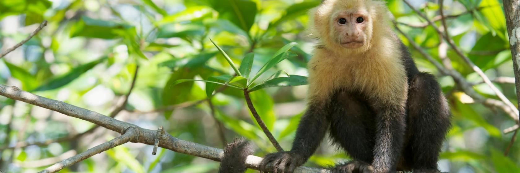 Monkey World