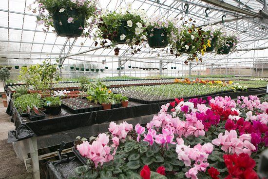 Thorngrove Garden Centre