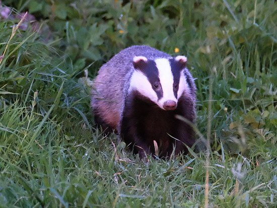 Badger Watch Dorset